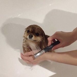 Meet your Posher, Chau